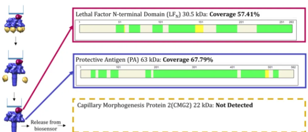 Figure 8. Verification of protein complexes with MS: Post-endosomal samples contained peptides from LF N  and PA (57.41% and 67.79%