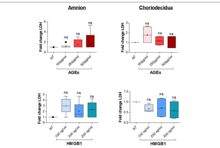 FIGURE 4 | AGES or HMGB1 treatment effects on cell toxicity in the amnion and choriodecidua explants