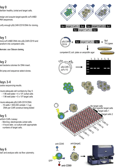 Figure 7. Overview of Complete CAR-J Screening Protocol