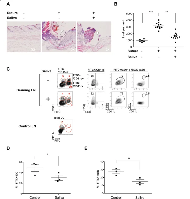 Figure 1 Dual effect of tick saliva in vivo on the recruitment of leukocyte infiltrates to skin and dendritic cells to draining lymph nodes