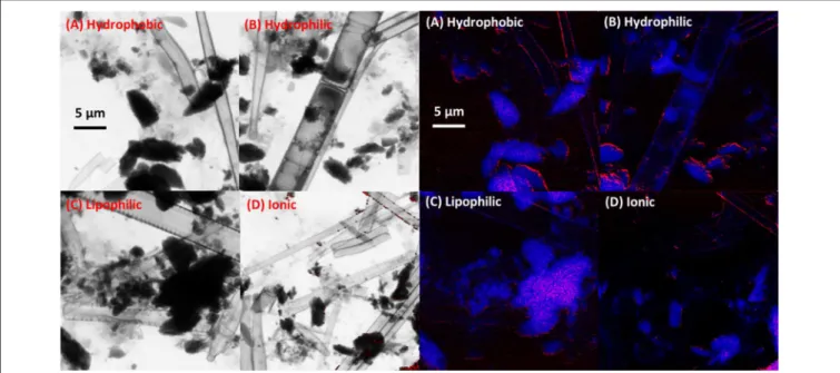 FIGURE 1 | (Left) STXM analyses of the distribution of Zn by treatment in transmission images illustrating diatoms, bacteria, and exopolymeric substances