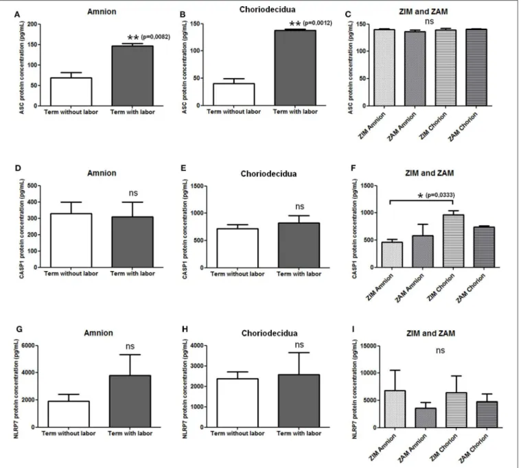 FIGURE 1 | Protein expression level of NLRP7 inflammasome actors in term fetal membranes