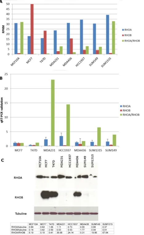 Figure 1. Rho expression in triple negative breast cancer cell lines. A. mRNA from eight breast cancer cell lines (2 luminal MCF7 and T47D, 1 non tumoral MCF10A  and 5 triple negative MDA-MB-231, MDA436, HCC1937, SUM149, SUM1315) were extracted and analyse