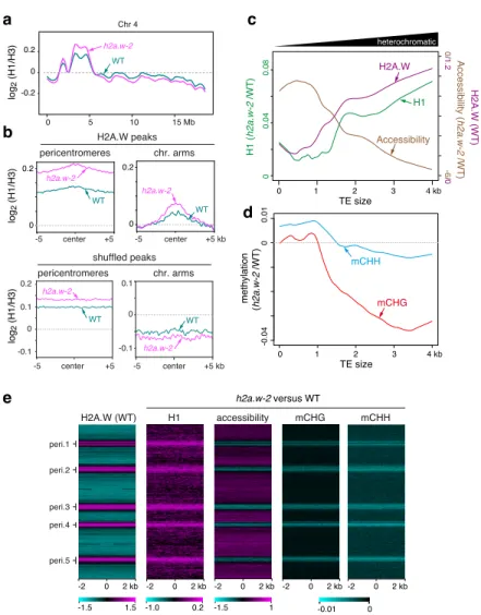 Figure 5. H2A.W antagonizes H1 and stabilizes heterochromatin accessibility for efficient  DNA methylation