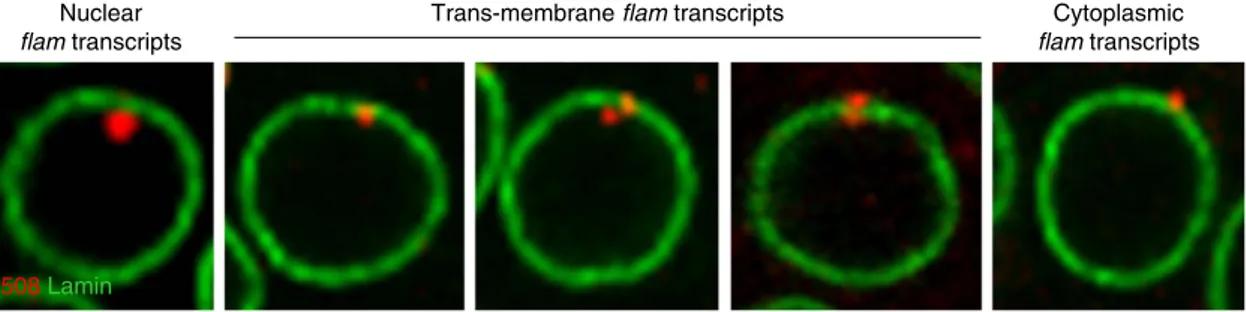 Figure 1 | Sub-cellular localization of ﬂam piRNA precursor transcripts in ovarian follicle cells