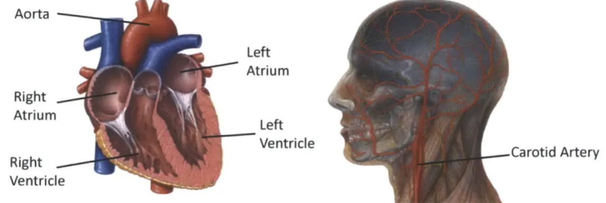 Figure  2-1:  Blood  flows  from  the  heart  to the  head  via the  carotid  arteries  on  either side  of  the  head  [14].