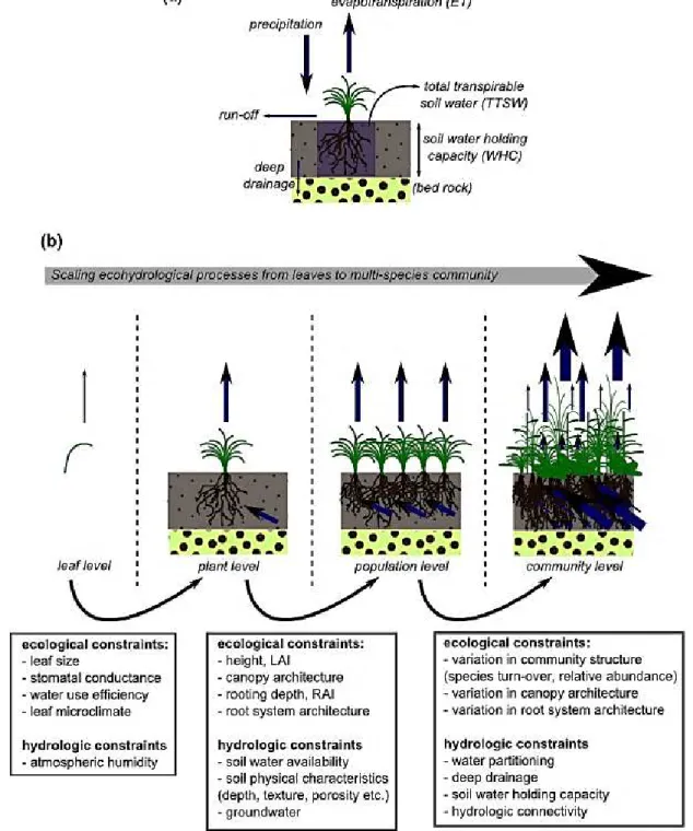 Fig.  1  (a)  simplified  water  balance  along  the  soil-plant-atmosphere  continuum