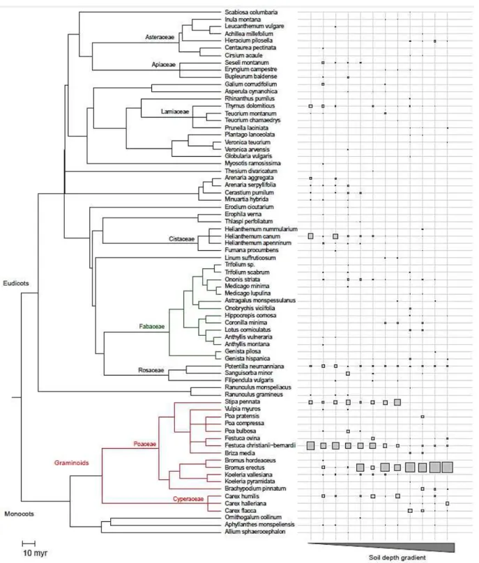Fig. 4 Phylogenetic relationships and relative abundances for the 73 most abundant species along  the soil depth gradient