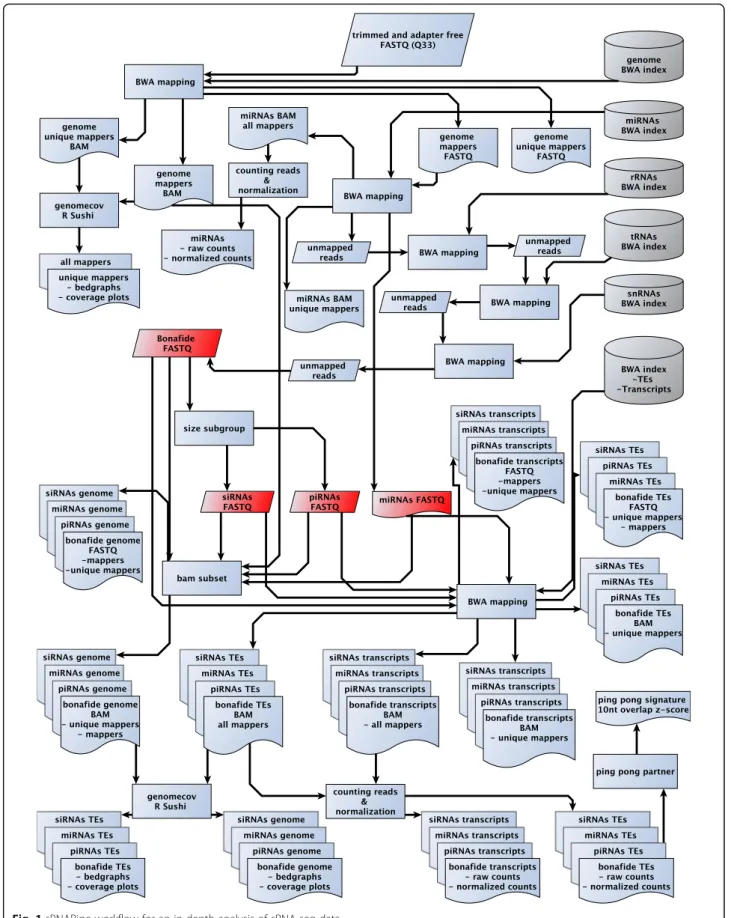 Fig. 1 sRNAPipe workflow for an in-depth analysis of sRNA-seq data