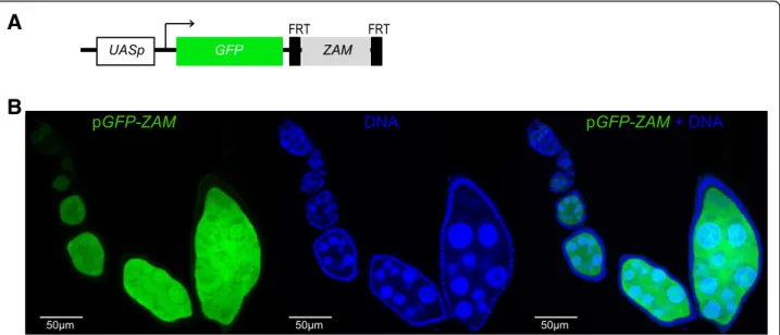 Fig. 1 The ZAM sensor transgene is not repressed in the germline of D. melanogaster ovaries