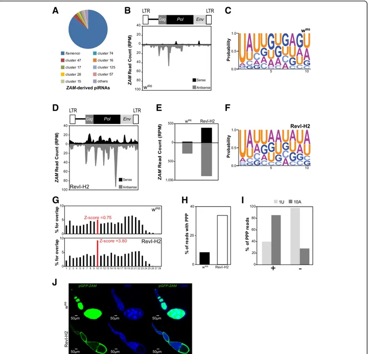 Fig. 3 De novo production of functional ZAM-derived piRNAs in the germline of the RevI-H2 line