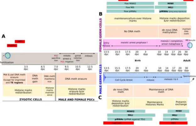 Figure 1. Schematic representation of transient transposable element (TE) relaxation during mouse germ cell development