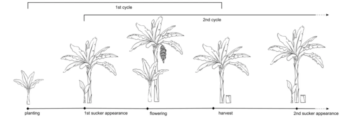 Figure 2: Plant cycle. The four successive development stages are planting, sucker appearance, flowering, and harvest followed by the elimination of the harvested plant.