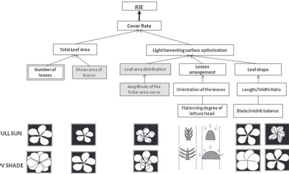 Fig. 10. Summary of different levers for increasing RIE by plant adaptation to PVPs shade