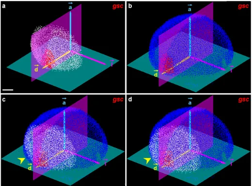 Figure 3. Mapping procedure in the 6.3 hpf atlas template. (a) Analyzed embryos: detected nuclei (white), gsc positive cells (red), automated initialization scheme extracting the plane passing through the blastoderm margin (green), bilateral symmetry plane