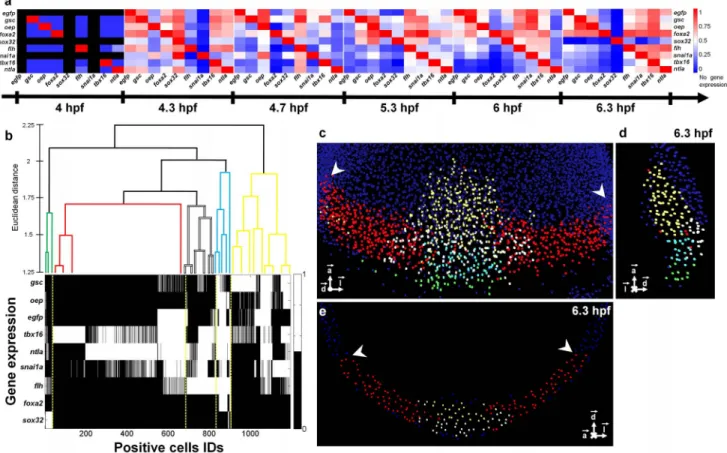 Figure 5. Assessing gene coexpression and cell genetic profiles. (a) Matrix displaying the percentage of cells coexpressing any given gene pair at developmental stages from 4 to 6.3 hpf (see also Fig