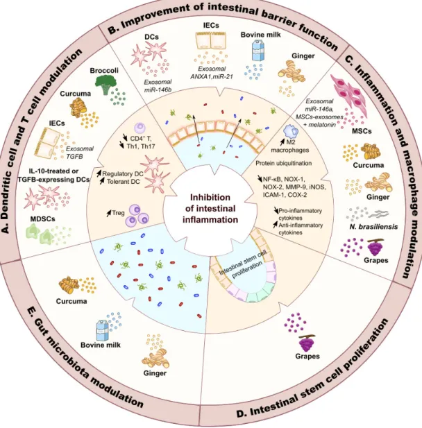 Figure 3. Therapeutic potential of exosomes in IBD. Exosomes derived from human cells, plants or  worms have been shown to modulate various cell types and pathways to inhibit intestinal  inflammation