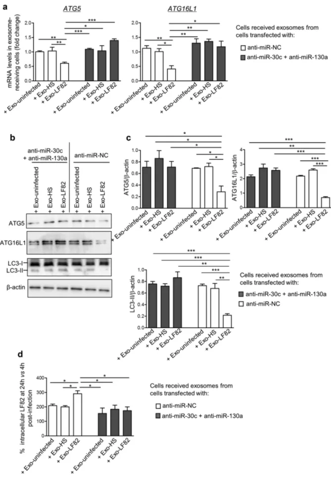 Figure  6.  Inhibition  of  miR-30c  and  miR-130a  in  AIEC-infected  T84  cells  abolishes  the  inhibitory  effect  of  exosomes  on  autophagy-  mediated AIEC  clearance  in  recipient  cells