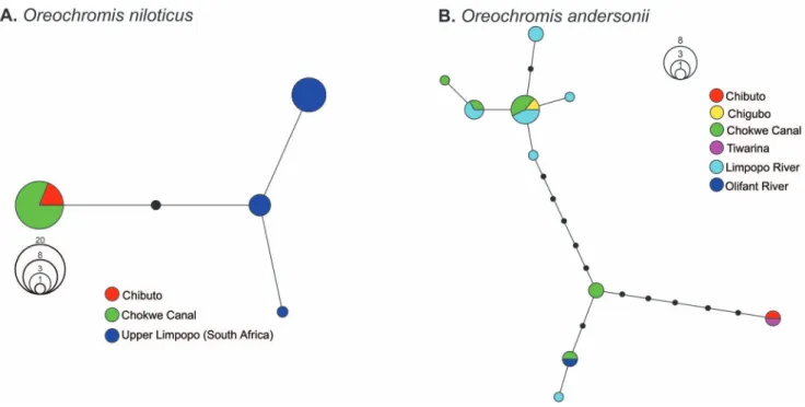 Figure 3. Networks of the two alien species haplotypes recovered in the Changane-Limpopo System