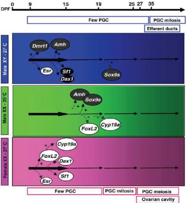 Figure 3. Schéma de régulation des gènes dans les gonades de tilapia du Nil femelles XX  (rose) mâles XY (bleu) et des mâles induits par de fortes températures XX (vert)