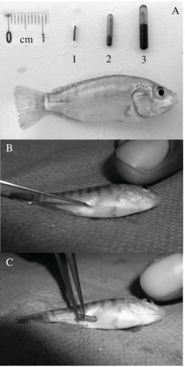 Fig. 1. Tagging protocol. A. Nile tilapia (40 mm SL, 47 mm TL), together with a RFID-tag  (6.0 x 1.0 mm ø; 1), a small PIT-tag (8.5 x 1.4 mm ø; 2) and a standard PIT-tag (12 x 2 mm  ø; 3)