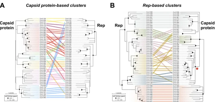 FIG 5 Comparison of phylogenies of capsid and Rep proteins of representative cruciviruses