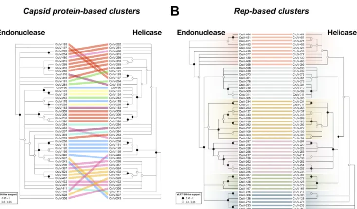 FIG 6 Comparison of phylogenies between the endonuclease and helicase domains of Reps from representative cruciviruses