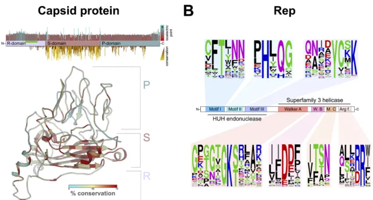 Table S4), with 53 Reps with the sequence HYQ (12.0%) also found in smacoviruses (10, 24, 45).