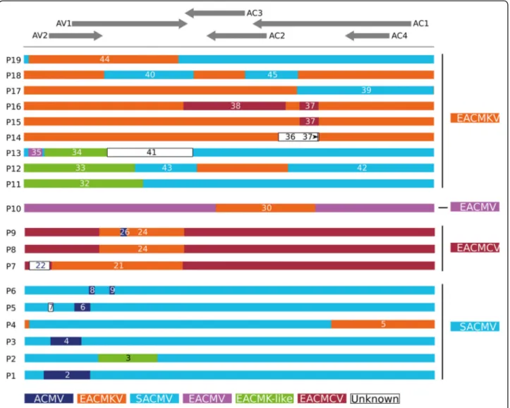 Fig. 2 Interspecific DNA-A recombinant sequences that are found in Madagascar. Distinct profiles of recombinant DNA-A sequences isolated in Madagascar are represented with sequence portions coloured with respect to the original species they are most relate