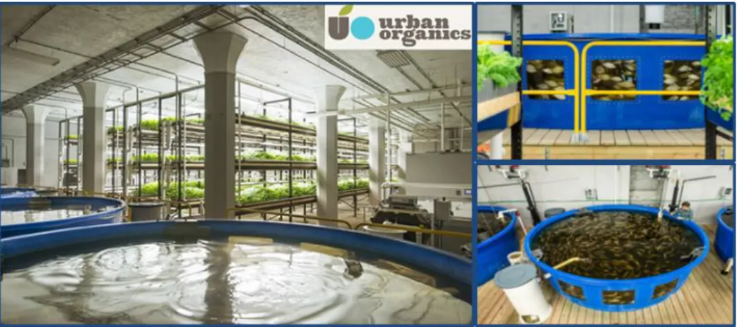 Figure 8: Urban Organics, http://urbanorganics.com. 