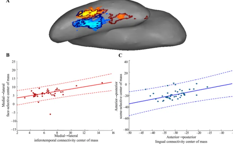 Figure 5. Spatial relationship of function with connection strength to the highest predictors (a) Functional activation of an example participant, with the thresholded boundaries of inferotemporal connectivity overlaid in dark red, and boundaries of lingua