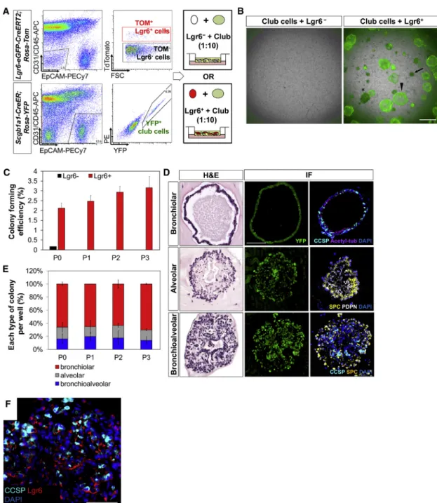 Figure 5. Multi-lineage Differentiation of Lineage-Labeled Scgb1a1 + Cells in Organoid Co-culture with Lgr6 + Cells (A) Diagram of experimental setup for organoid co-culture of Scgb1a1 + cells with Lgr6  and Lgr6 + cells.