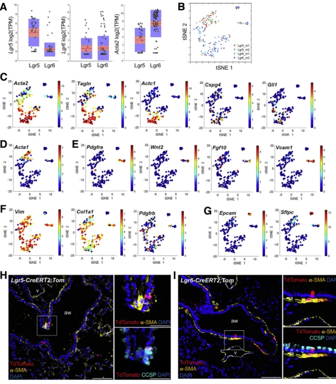 Figure S2. Heterogeneity of Lgr5- and Lgr6-Expressing Cells, Related to Figure 2