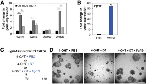 Figure S5. Lgr6 + Cells Produce Fgf10, which Acts on Proliferation and Differentiation of Scgb1a1 + Cells in In Vitro Organoid Formation, Related to Figure 6