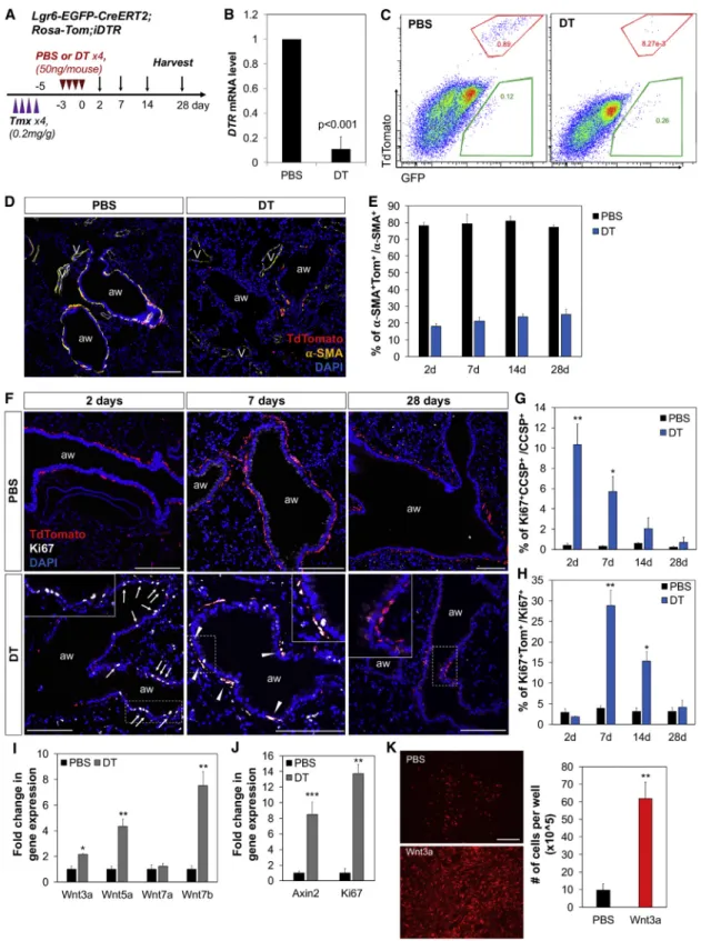 Figure 4. Paired Proliferative Expansion of Lgr6+ Cells and Airway Epithelial Cells after Genetic Ablation of Lgr6+ Cells (A) Schematics of the Lgr6-EGFP-CreERT2;R26-Tom lineage-tracing experiment.