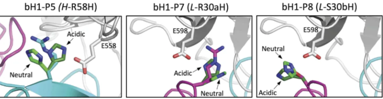 Figure 9. Structural details of pH-sensitive histidine mutations. Antibody chains of the parental bH1 antibody are colored as in Figure 2, and the antigen is rendered as gray tube