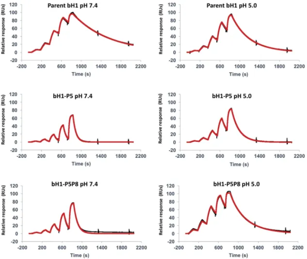 Figure 4. Representative SPR sensorgrams for select Fab variants. Interaction of the parent bH1-Fab, the lead single mutant bH1-P5 (H-R58H) and the double mutant bH1-P5P8 (H-R58H,L-S30bH) with immobilized Her2 ectodomain