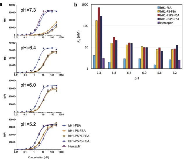 Figure 6. pH dependence of FSA variants binding to cells expressing Her2. (A) High-density Her2 cells (SKOV3) were tested in environments with varying pH between 5.2 and 7.3 and cell binding was analyzed by flow cytometry (using Method A, Materials and Met