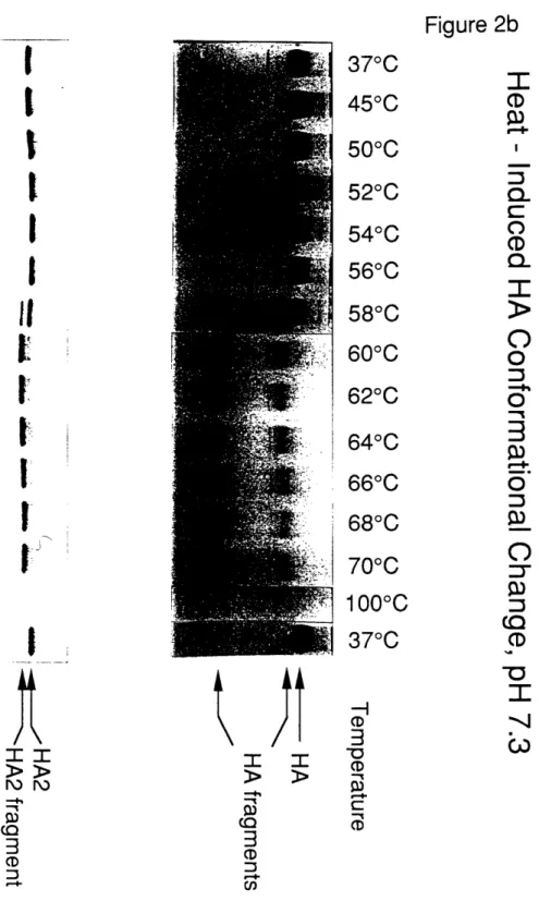 Figure  2b I CD C) O CD 0 0 P)3 O 3 Co (D I bwIItIIt. II.I[ iI1' roi 3) CD 37°C45°C50°C52°C54°C56°C58°C60°C62°C64°C66°C68°C70°C 100°C37°C3CDCPCDI  ICD e, 74