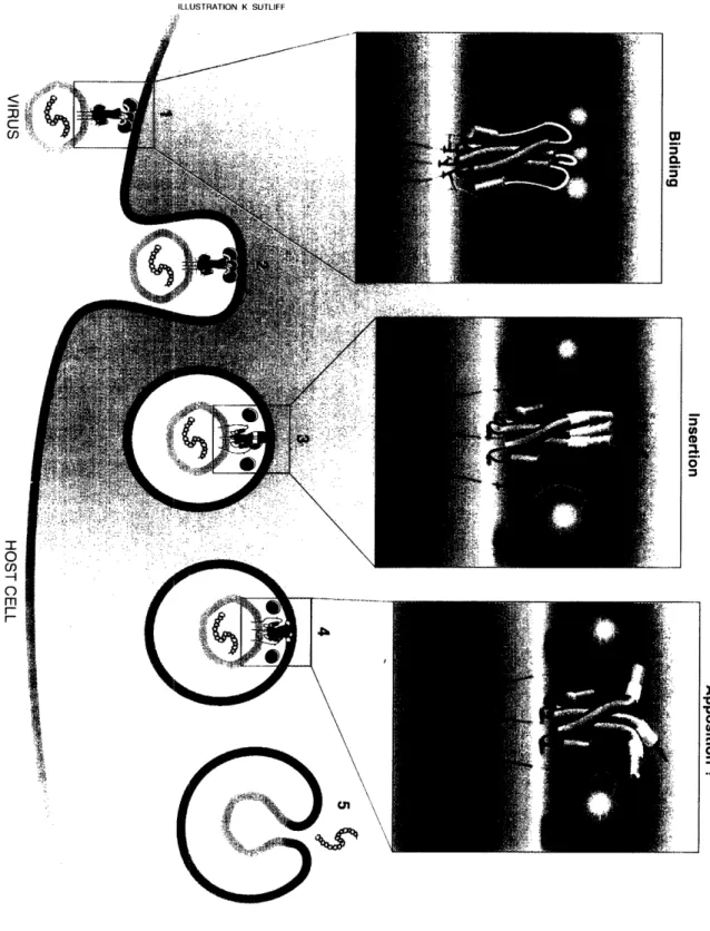 ILLUSTRATION  K  SUTLIFF 2::$-.  'q;-: :/,  4 '  .'cccn I 0 Cl) m  I- r-CDen0; 0 0, 0 94 DI .I , I  jnI -I , -4010% lk,,v  'RI P) i