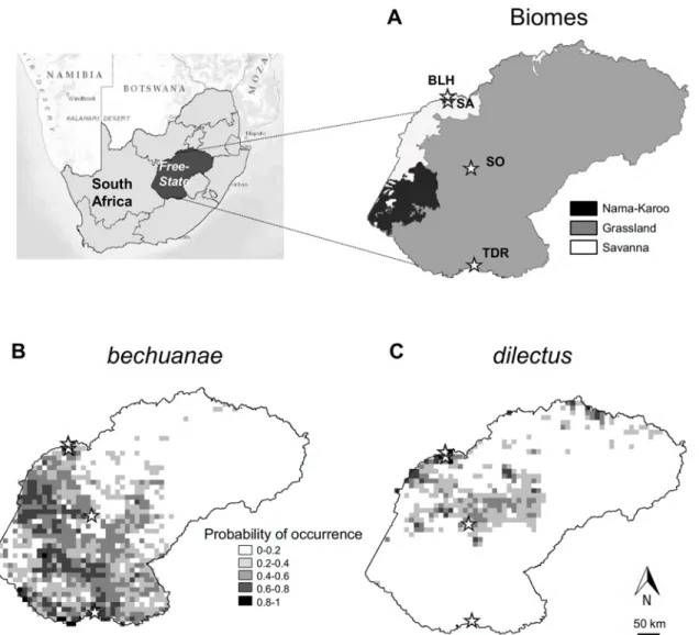 Fig 1. Study area and species occurrence probability. Details on biomes (A) and probabilities of occurrence of dilectus and bechuanae (B, C) (modified from Ganem et al 