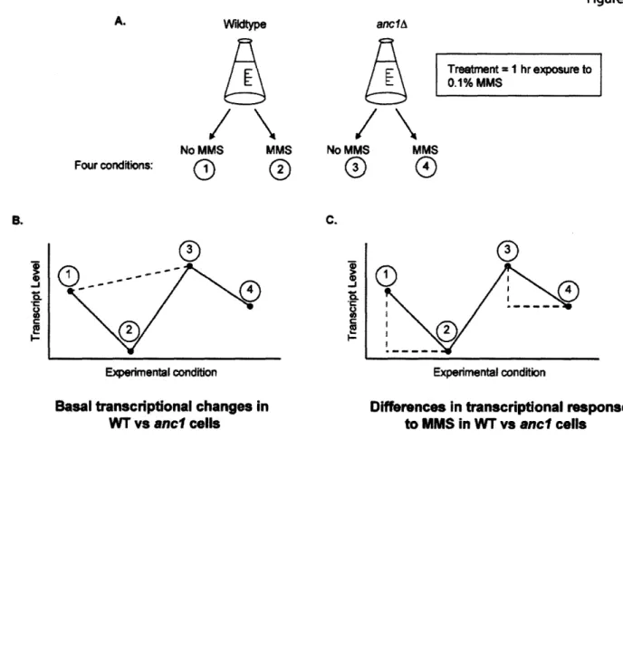 Figure 3-2:  Experimental  design for MMS-mediated  transcriptional  changes  in and cells