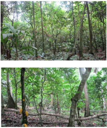 Figure 2 – Photographies d’une agroforêt à cacaoyers de la région de Talamanca au Costa Rica (en haut) et d’une agroforêt à cacaoyers du département de la Lékié au Cameroun (en bas).