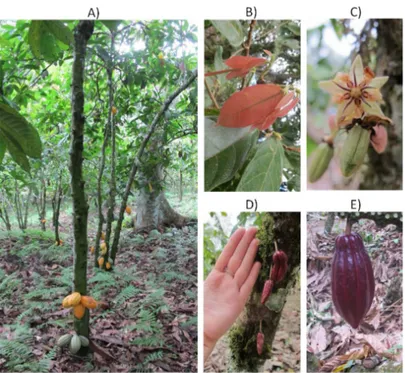 Figure 3 – Le cacaoyer. A) cacaoyers dans une agroforêt du Cameroun, B) poussées végétatives produisant les nouvelles feuilles identiﬁables du fait de leur couleur rouge, C) ﬂeur de cacaoyer poussant sur le tronc (cauliﬂorie), D) chérelles (jeunes fruits) 