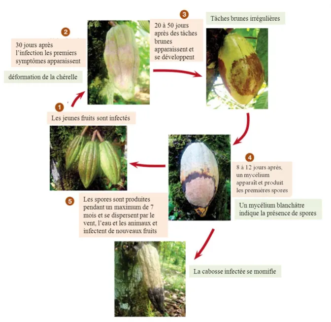 Figure 7 – Schématisation du cycle de vie (environ 85 jours) et des symptômes de la moniliose du cacaoyer (d’après Philips-Mora and Cerda 2009).