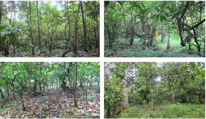 Figure 2 – Photographies de quatre parcelles d’agroforêts à cacaoyers du réseau de Talamanca au Costa Rica.
