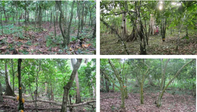 Figure 6 – Photographies de quatre parcelles d’agroforêts à cacaoyers du réseau du département de la Lékié au Cameroun.