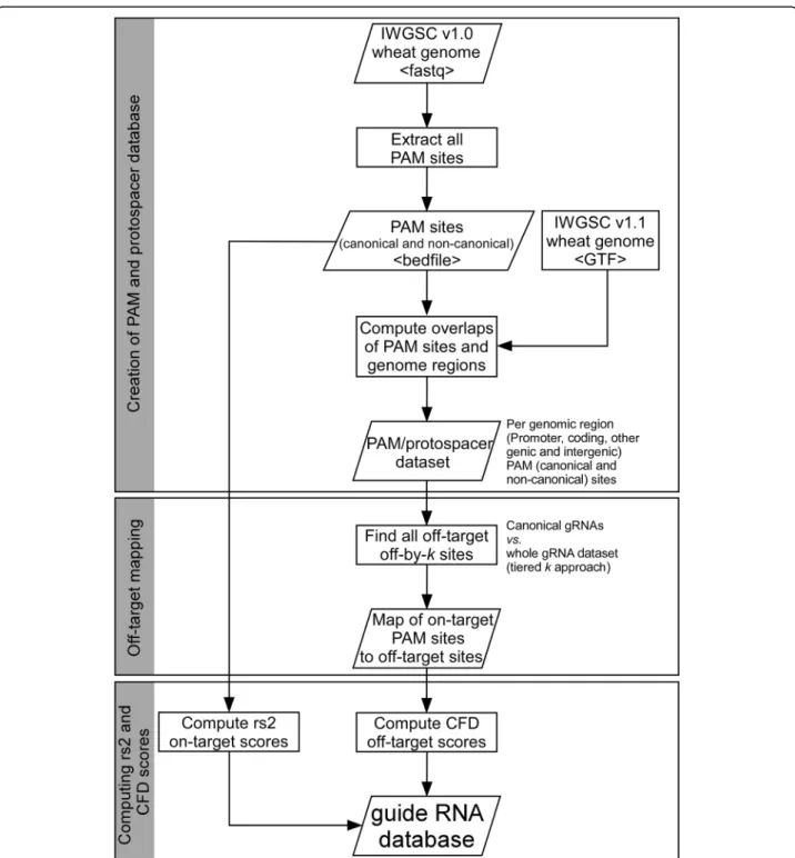 Fig. 2 Flowchart of the steps involved in creating the gRNA database. The workflow comprises three major steps, including (1) genome-wide scanning and extraction of PAM sites and adjoining gRNA sequences, (2) mapping off-targets and (3) computing on-target