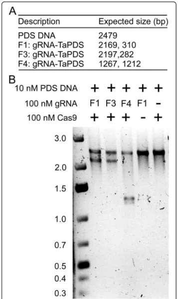 Table S2) [26 – 29]. The wheat gRNAs reported to be successful in targeting Q (the spelt factor gene), TaGW2 (wheat grain width and weight 2), TaLpx1 (wheat lipoxygense 1), TaPDS1 (wheat phytoene  desa-turase 1) and INOX (inositol oxygenase) were  pre-dict