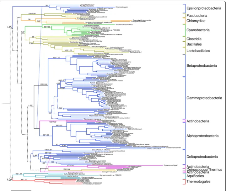 Figure 4 Phylogenetic analyses of the GlyRS heterodimer subunits. Tree represents history of concatenated sequences of the α 2 and β 2 subunits of the heterotetramer form